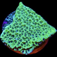 WYSIWYG 8B Emerald Encruster Montipora