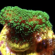 WYSIWYG 11D Ultra Neon Fluorescent Stylophora Frag
