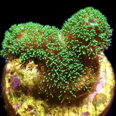 WYSIWYG 11E Ultra Neon Fluorescent Stylophora Frag