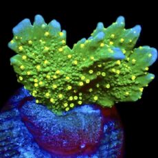WYSIWYG 16D Montipora Hirsuta Frag