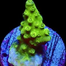 WYSIWYG 19C Green Slimer Acropora Frag