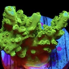 WYSIWYG 16E Green Slimer Acropora Frag