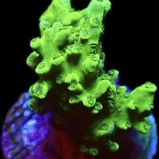 WYSIWYG 19H Green Slimer Acropora Frag