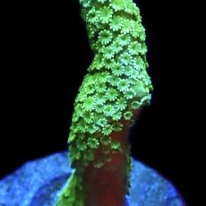 WYSIWYG 26C Bright Green Montipora Digitata Frag
