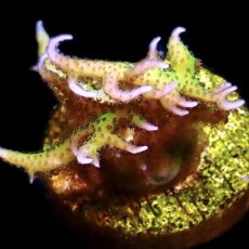WYSIWYG 18C Lime Berry Seriatopora Hysterix