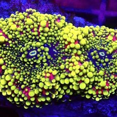 WYSIWYG Rainbow Ricordea Yuma Double Leaf T8
