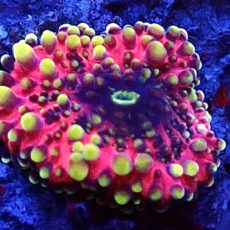 WYSIWYG Rainbow Ricordea Yuma T9 Tiny
