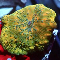 Gold / Jade Watermelon Discosoma Mushroom