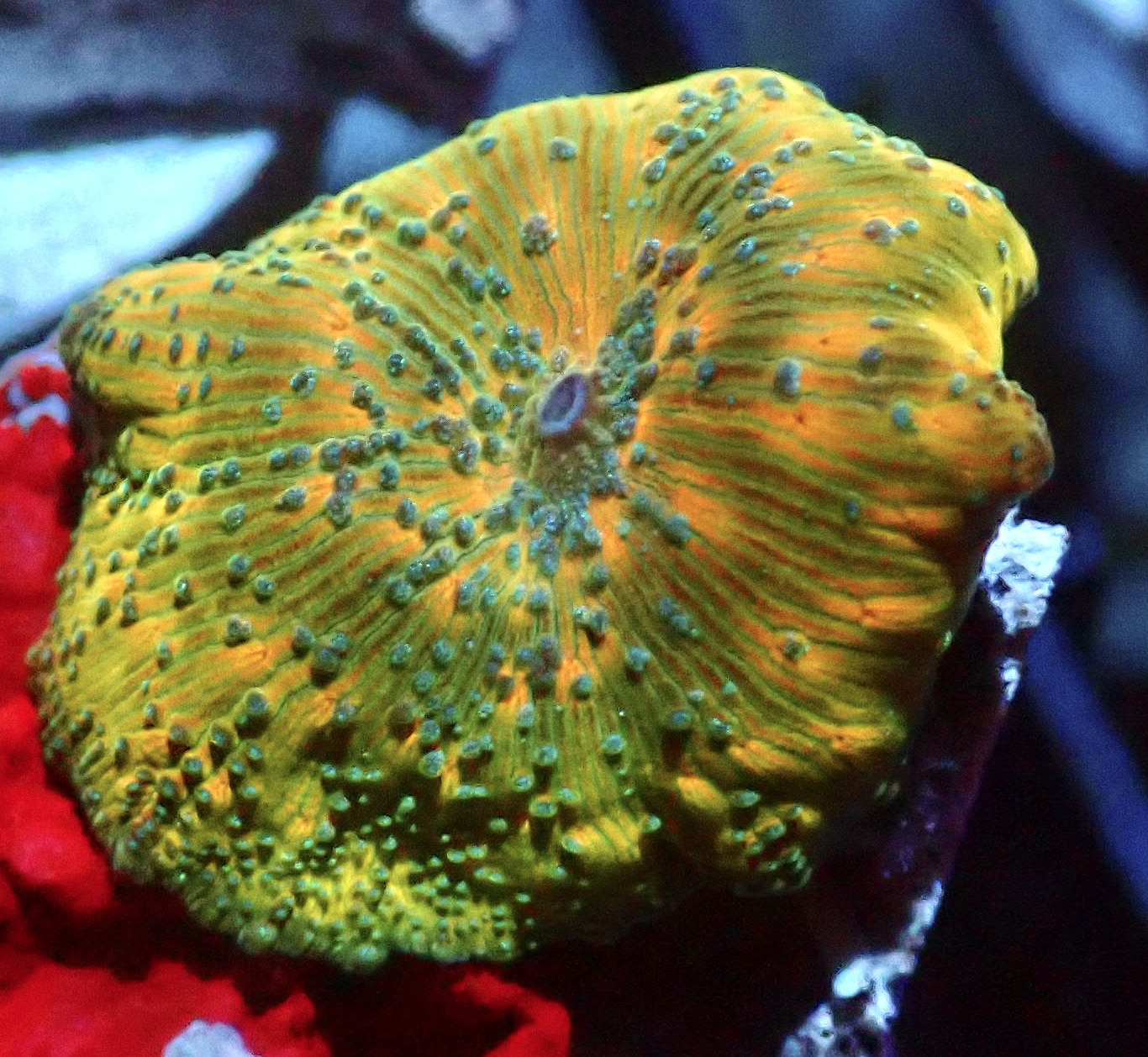 Gold / Jade Watermelon Discosoma Mushroom