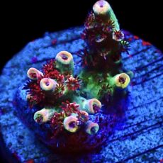 WYSIWYG 11F Dragon's Breath Acropora Frag