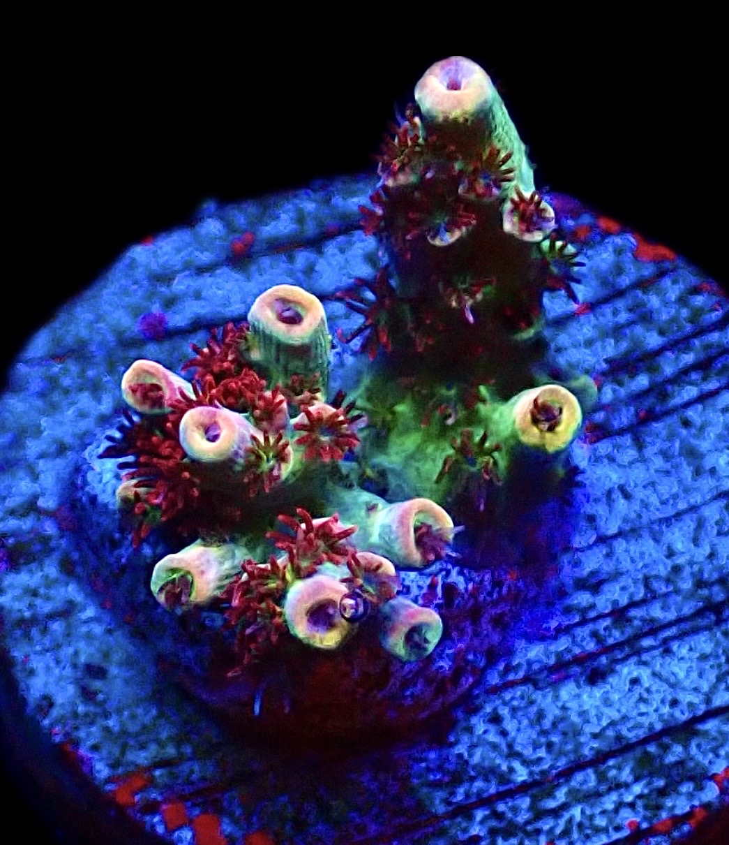 WYSIWYG 11F Dragon's Breath Acropora Frag
