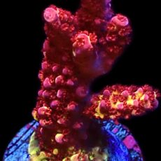 WYSIWYG 22G PC Rainbow Acropora Frag Extra Large