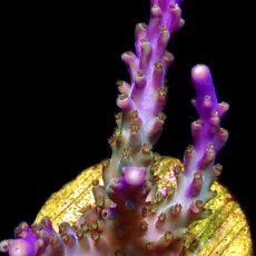 WYSIWYG 17B Pearlberry Acropora Frag Large
