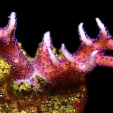 WYSIWYG 11C Bright Pink Hysterix Frag
