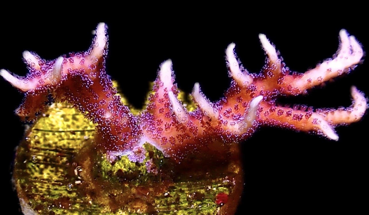 WYSIWYG 11C Bright Pink Hysterix Frag
