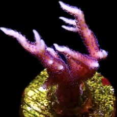 WYSIWYG 12i Bright Pink Hysterix Frag