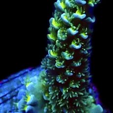 WYSIWYG 22C Acropora Tenius Frag