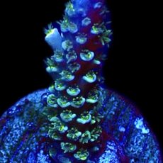 WYSIWYG 22J Acropora Tenius Frag