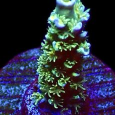 WYSIWYG 23B Acropora Tenius Frag
