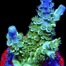 WYSIWYG 27C Acropora Tenius Frag