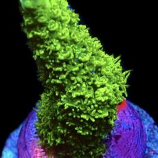 WYSIWYG 24J Purple Tip Bali Slimer Staghorn Acropora
