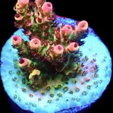 WYSIWYG M3 Bill Murray Acropora Frag
