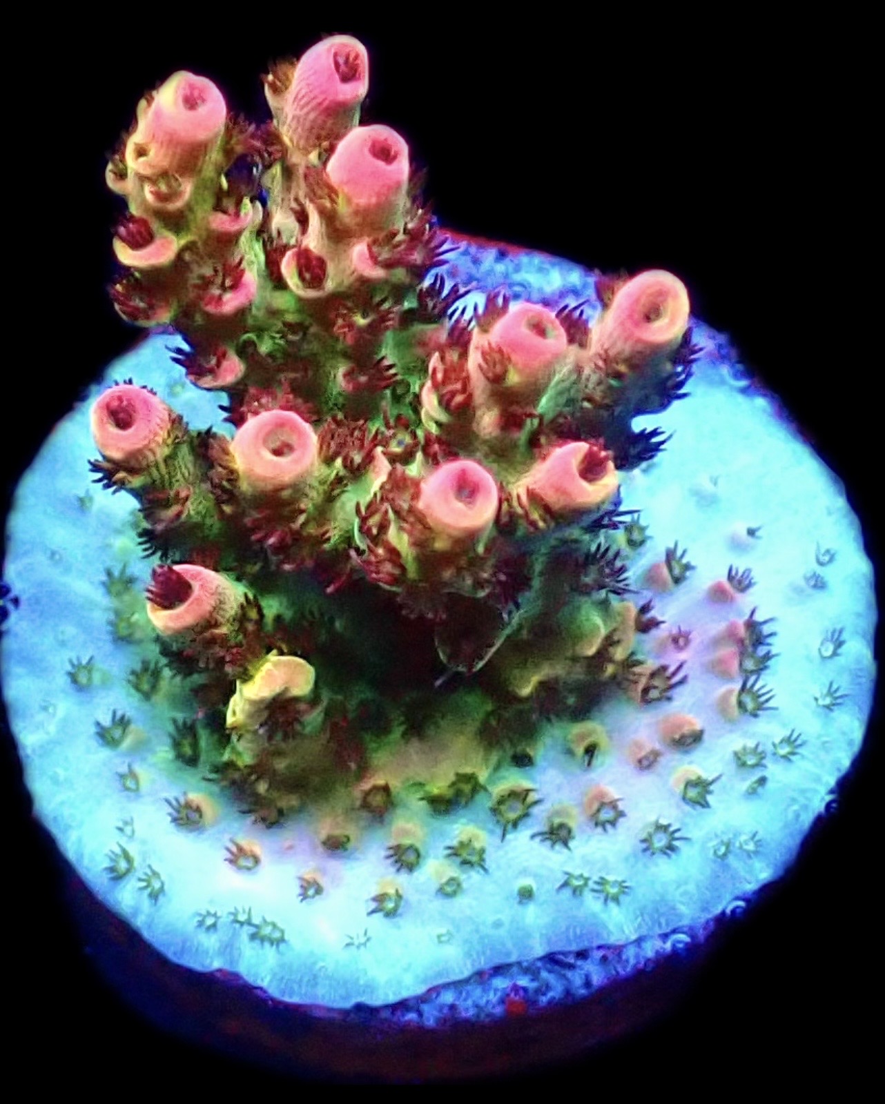 WYSIWYG M3 Bill Murray Acropora Frag