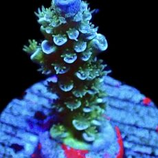 WYSIWYG M13 Acropora Tenius Frag