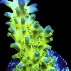 WYSIWYG M32 Violet Venom Acropora Frag Large
