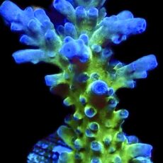 WYSIWYG M35 Electric Miyagi Tort Acropora Frag Extra Large