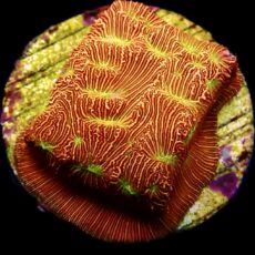 WYSIWYG 21K Jack 'O' Lantern Leptoseris Frag