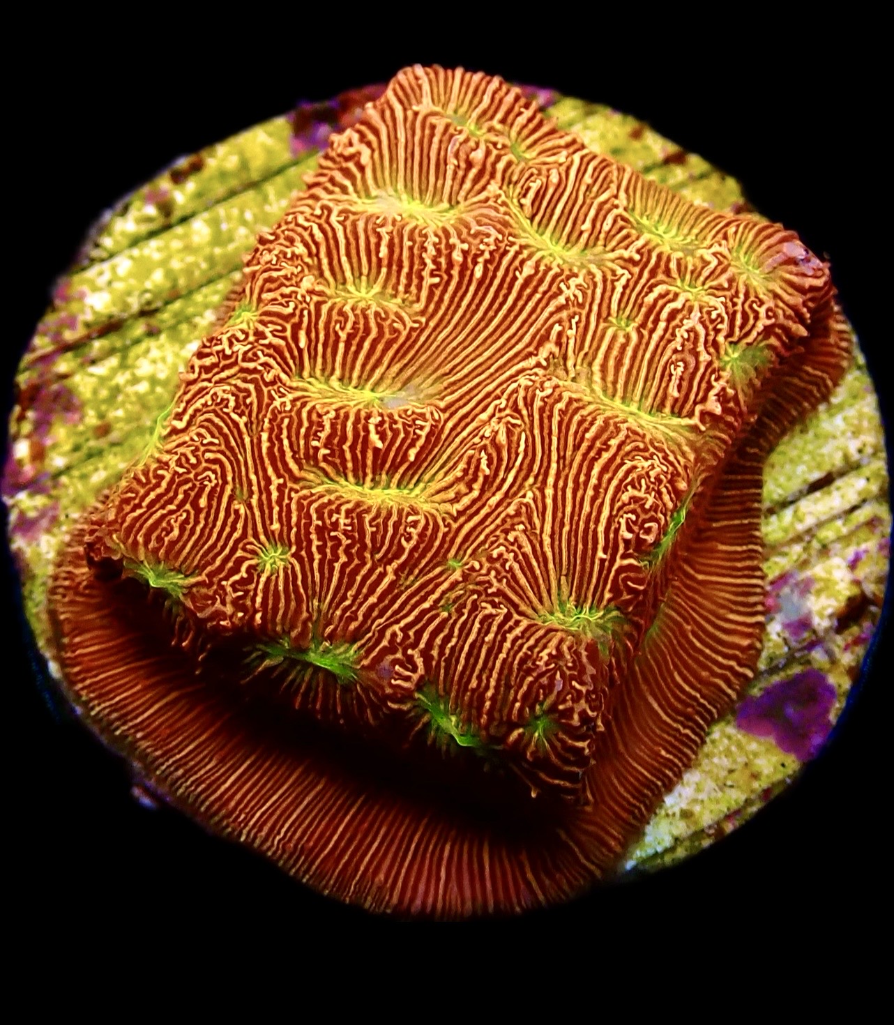 WYSIWYG 21K Jack 'O' Lantern Leptoseris Frag