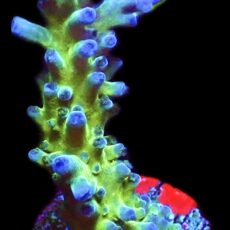 WYSIWYG M36 Electric Miyagi Tort Acropora Frag Extra Large