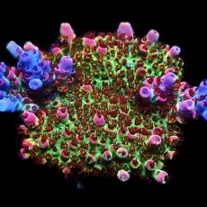 WYSIWYG 20G Ultra Bill Murray Acropora Frag Extra Large