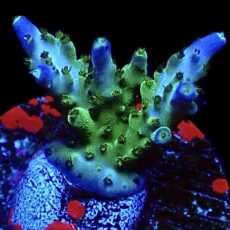 WYSIWYG 24C Pearlberry Acropora Frag