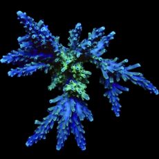 WYSIWYG L2 Acropora Natalensis 100mm Colony