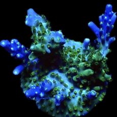 WYSIWYG M1 Acropora Ultra Tricolour Large