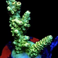 WYSIWYG 19i Limoncello Frag