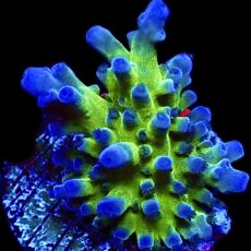 WYSIWYG 26G Violet Venom Acropora Frag