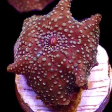 Purple Skittles Discosoma Mushroom