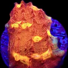 WYSIWYG 31B Iron Man Chalice Frag