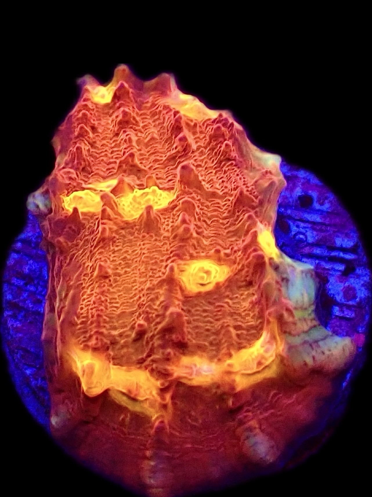 WYSIWYG 31B Iron Man Chalice Frag