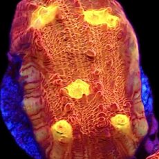 WYSIWYG 31C Iron Man Chalice Frag