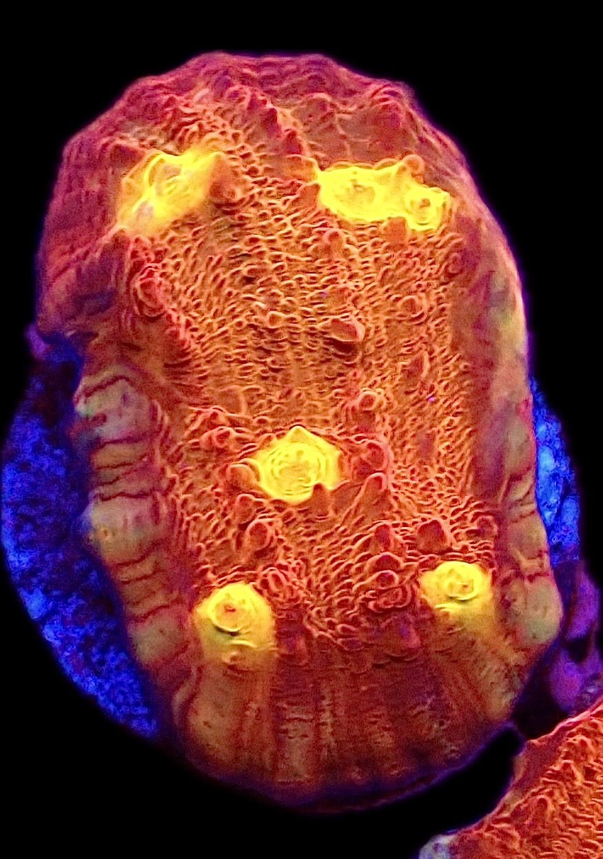 WYSIWYG 31C Iron Man Chalice Frag