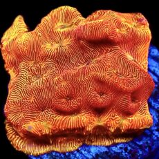 WYSIWYG 7G Sunblast Leptoseris Frag