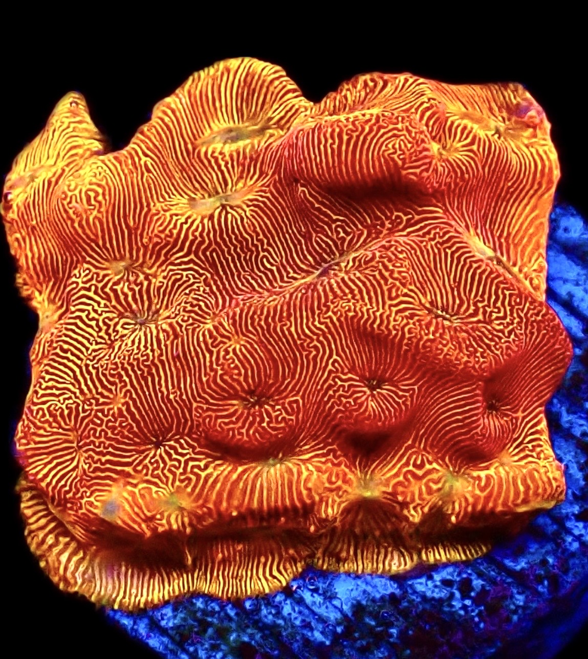 WYSIWYG 7G Sunblast Leptoseris Frag