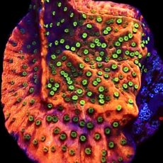 WYSIWYG 10D Tropic Thunder Montipora Frag