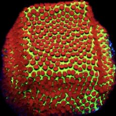 WYSIWYG 12C Grinchy Porites Frag