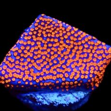 WYSIWYG 15B Superman Montipora