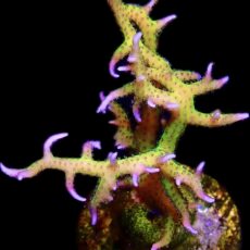 WYSIWYG 10J Lime Berry Seriatopora Hysterix